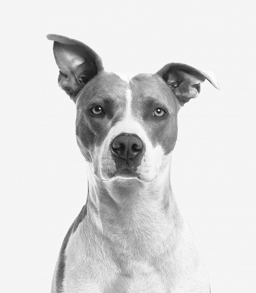 This Is What Leaders Do When The Dogs Start Barking Scott Cochrane